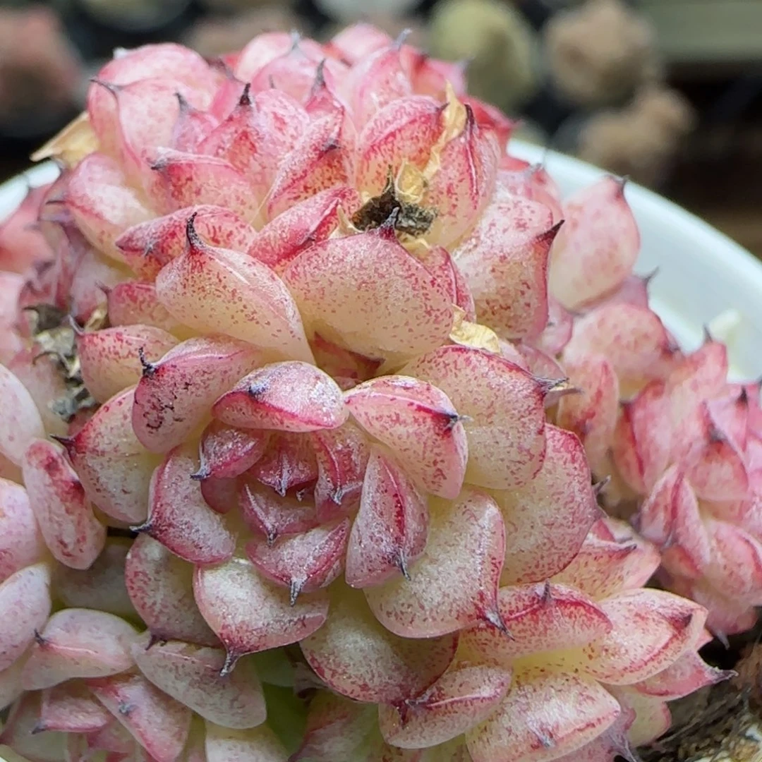 花语逸镜0225-395散