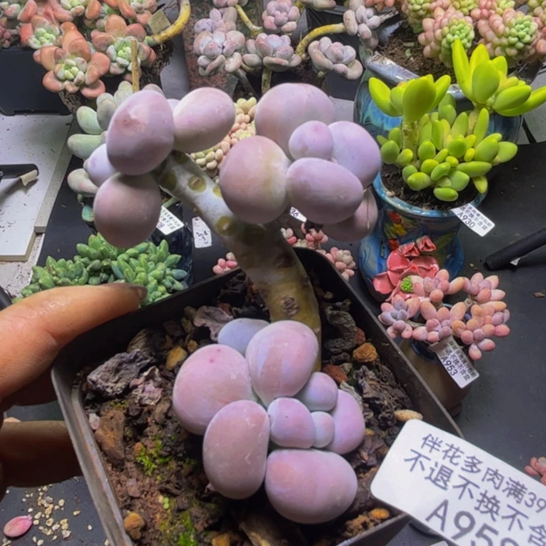 芭比奶酪958/5cm多肉