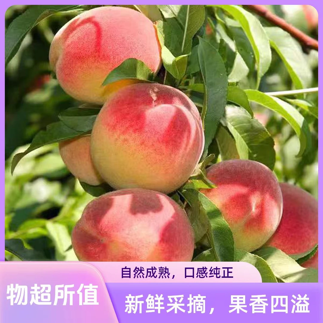 爆甜脆桃产地毛桃水蜜桃春季新鲜采摘湖北直发