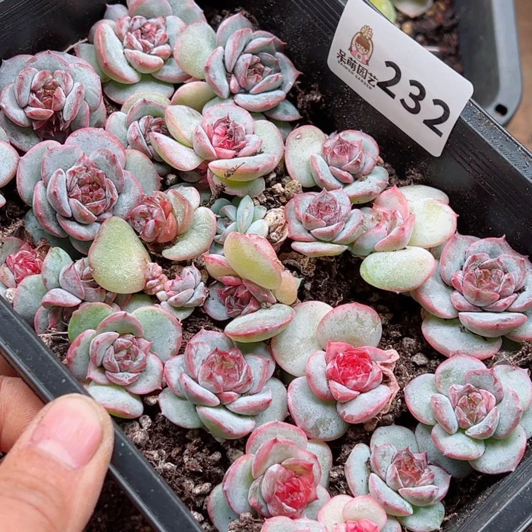 ?****多肉植物多肉植物