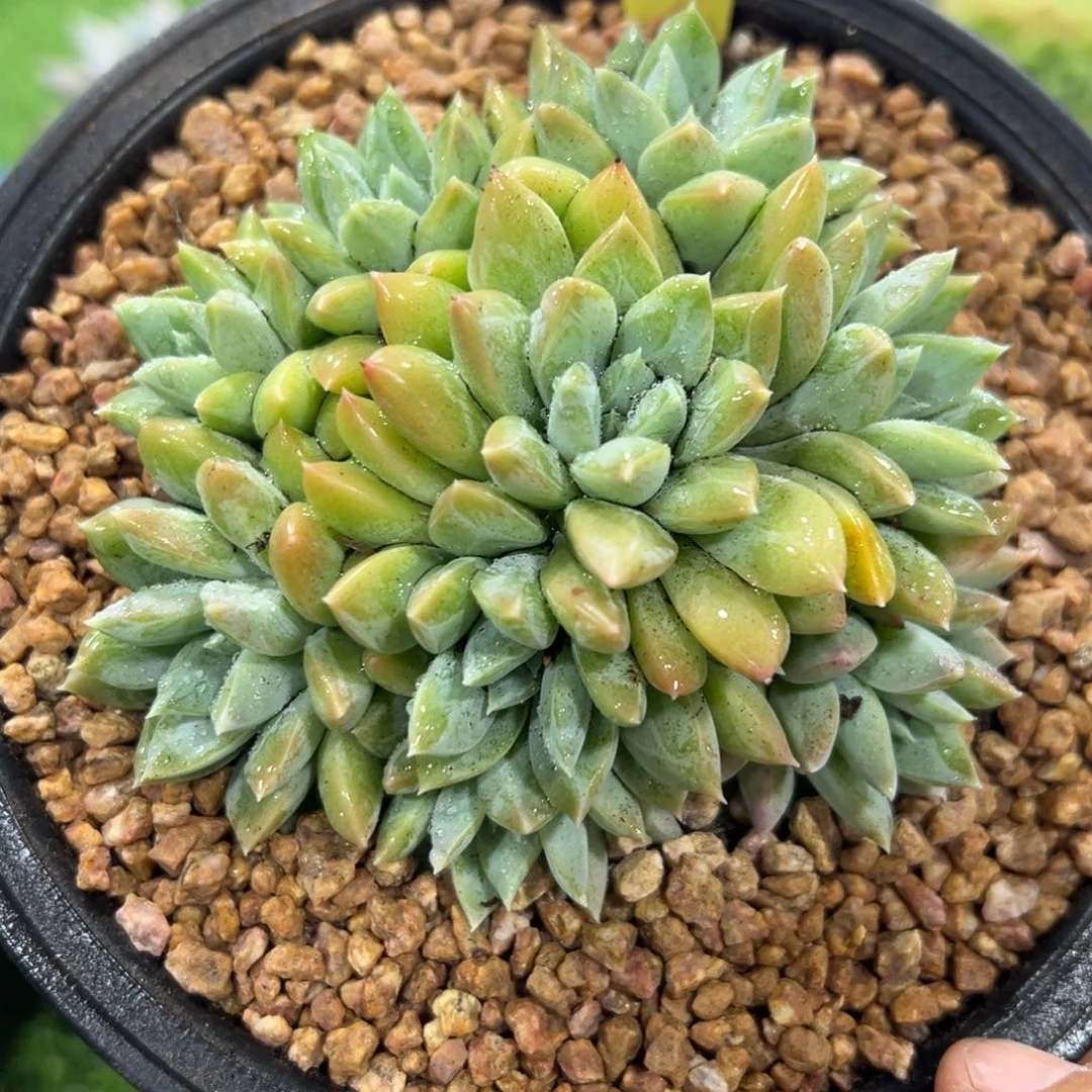 1103188 陨梦美人群生无砍多头新品