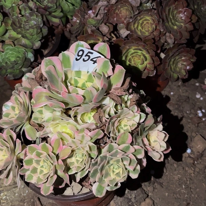 954女神多肉植物不售后