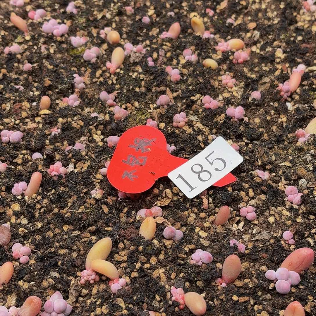 多肉植物多肉植物185