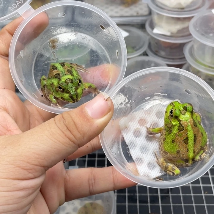 角蛙波子角蛙048.030两只