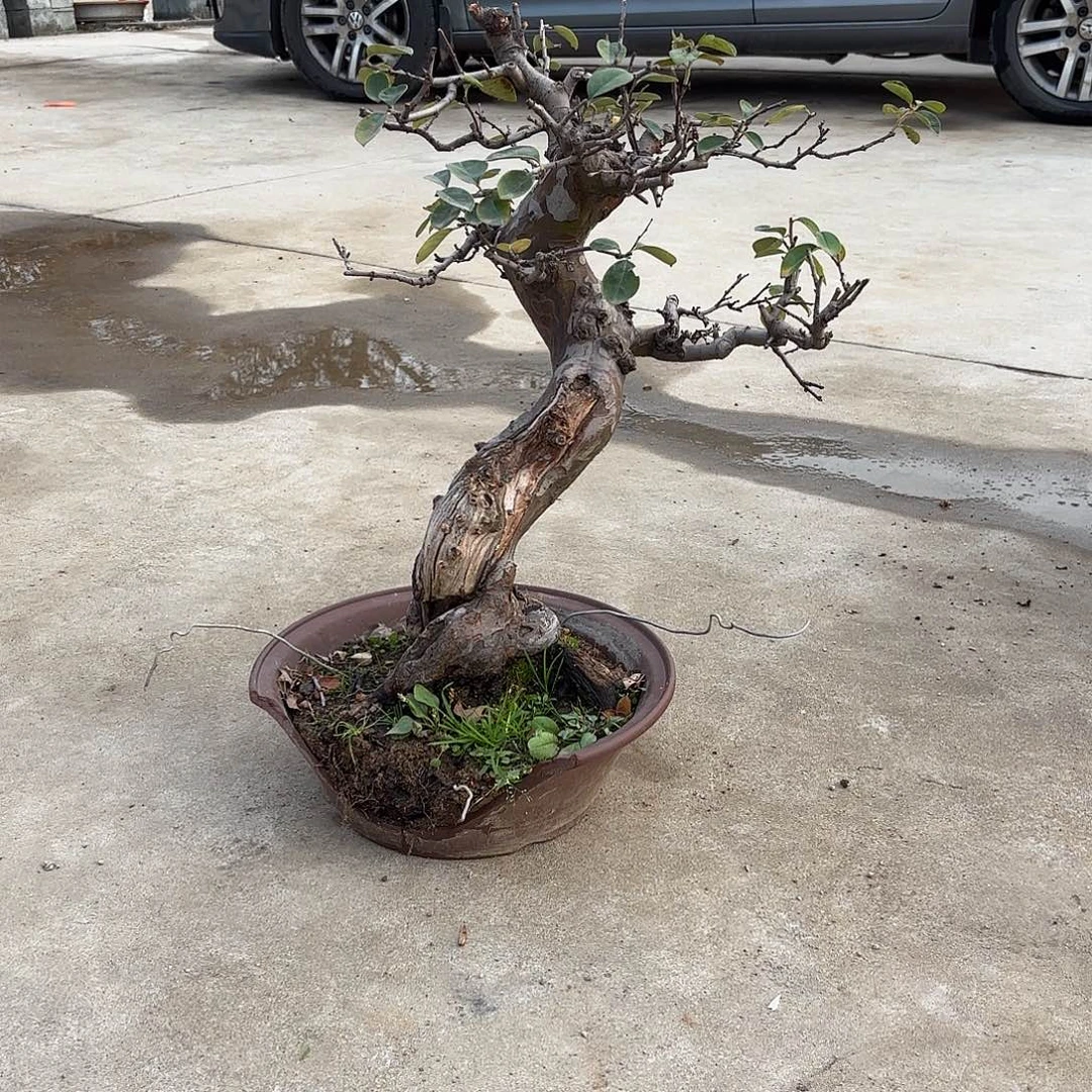 无花朵木瓜花梨盆景老桩