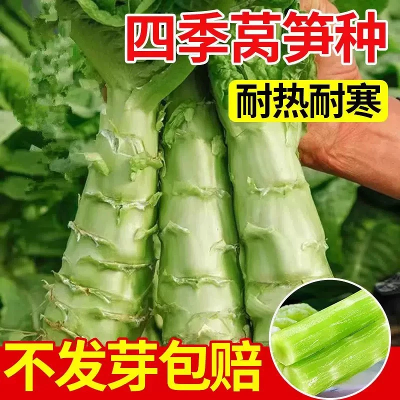四季莴笋种子青笋绿香莴苣种籽耐热抗寒蔬菜种子大全