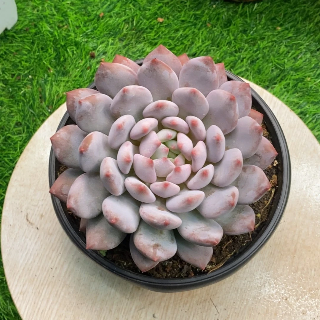 半夏大胆肉多肉植物