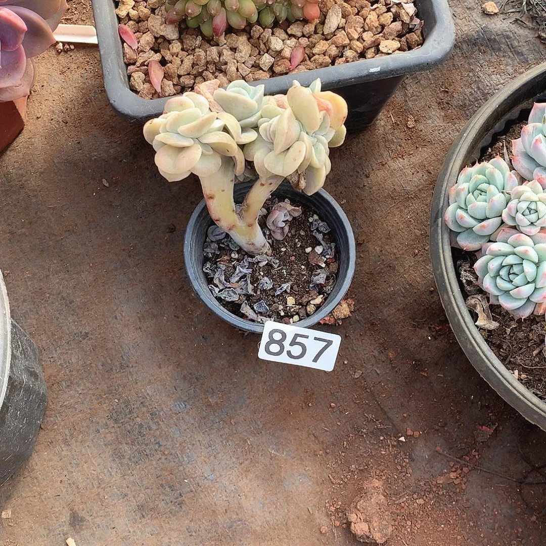 857可爱玫瑰 一物一拍多肉