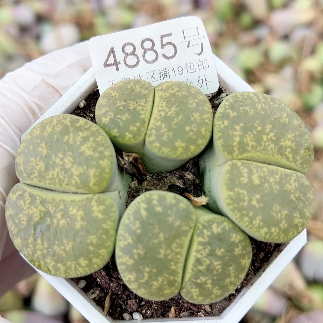 4885 好养易活生石花大母本