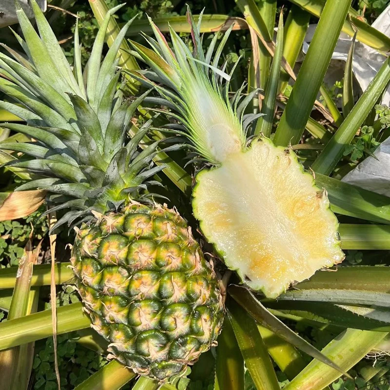 【春涧浅雨】海南冬蜜凤梨4.5斤2-3个/8斤4-6个