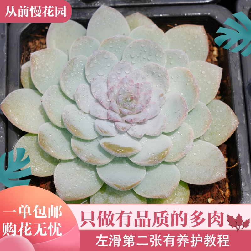060-篮彩莲-从前慢花园东云系多肉植物