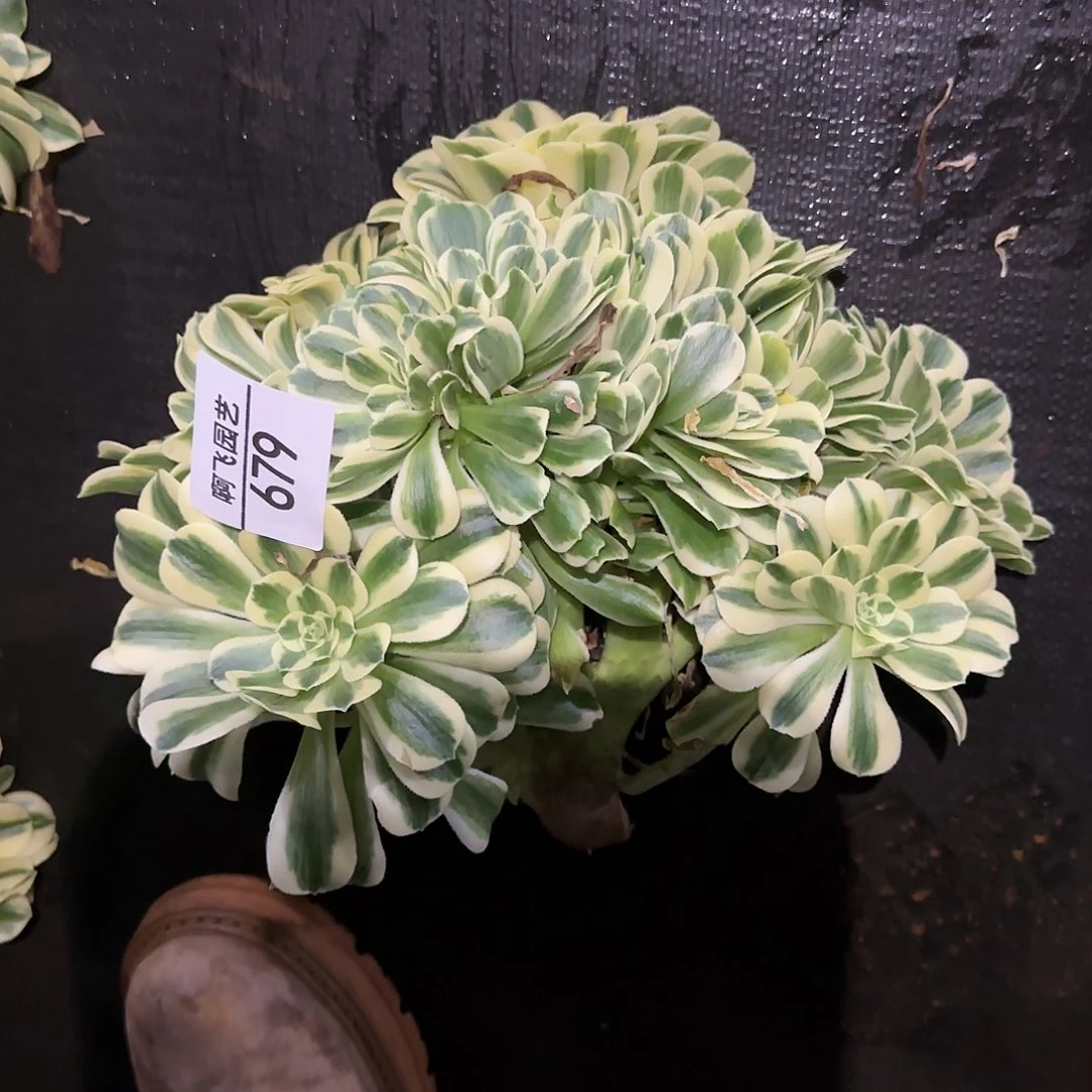 楼**生679多肉 迈巴赫缀法师