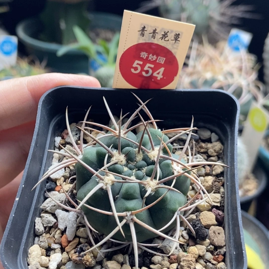 实生狂刺天平丸3.7cm