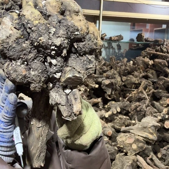 香榧木小**海火琉璃的故事毛料摆件