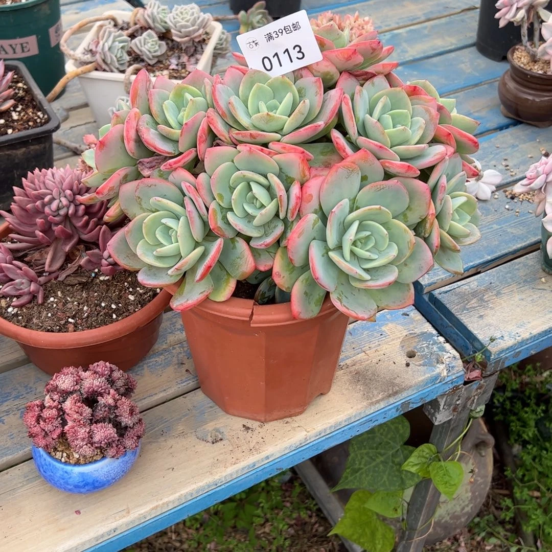 0113多肉植物纤维维生素