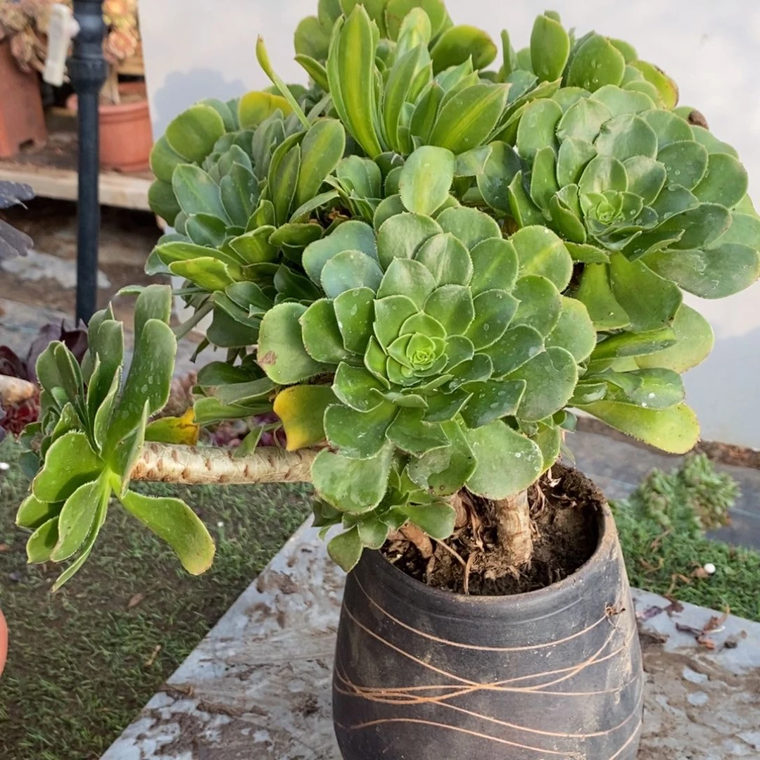 不开花植物1050号碧螺春多肉1颗