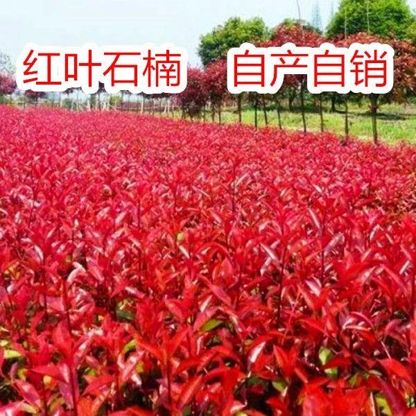 红叶石楠树苗小苗扦插苗红罗宾火焰红绿篱庭院色块四季常青苗木