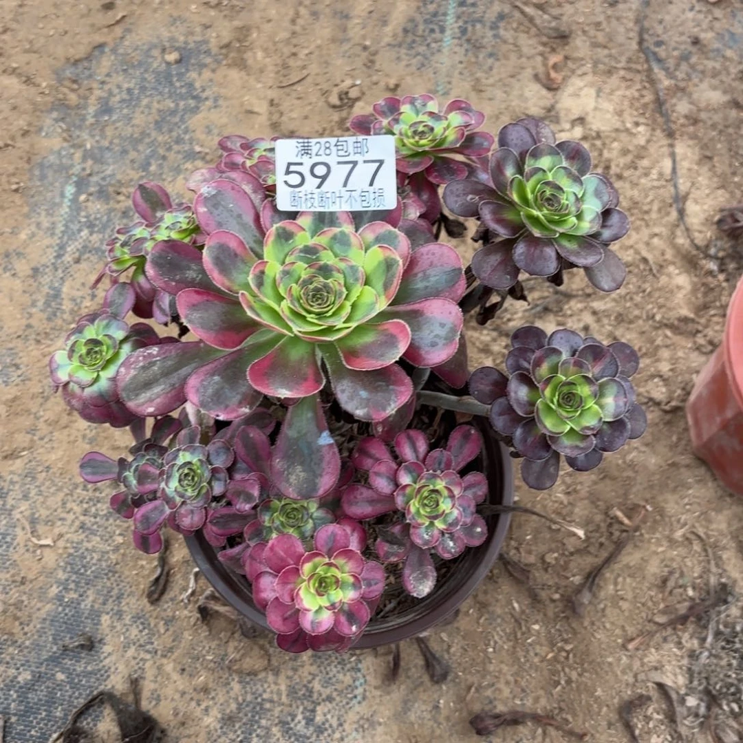 F. 5977冰淇淋多肉22233