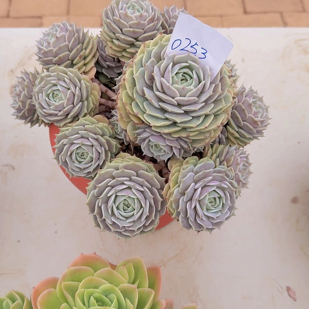 明***醉0253露娜练多肉植物