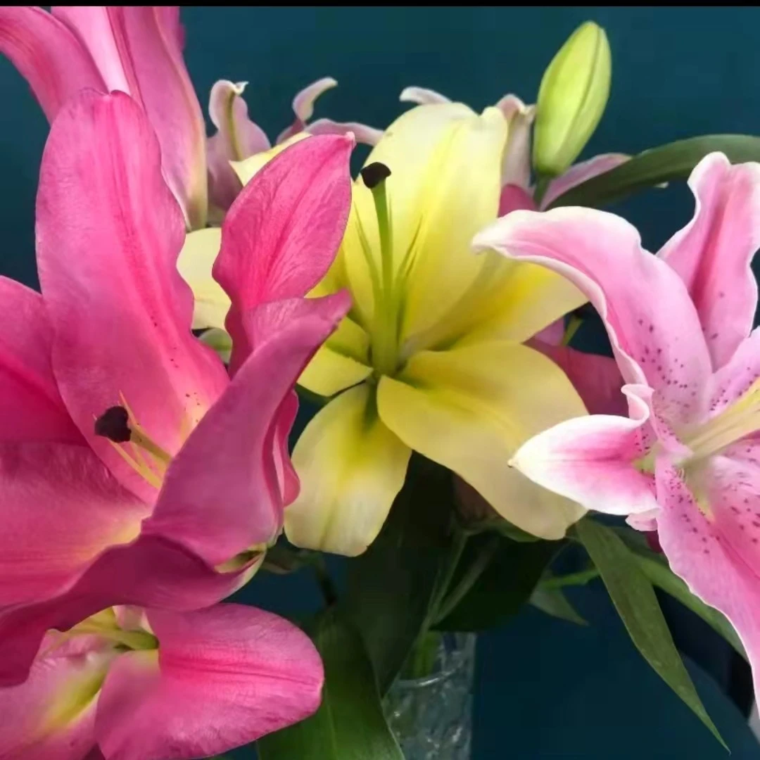 （混色百合）香水百合鲜花混搭组合东北发货顺丰包邮香水百合漂亮