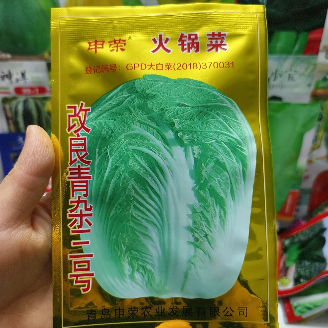 西由铁根大白菜种子山东白菜种子秋季好吃甜嫩大白菜籽