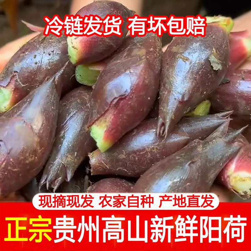 贵州高山野生新鲜洋荷姜农家现摘现发当季蔬菜鲜嫩脆嫩阳荷可凉拌