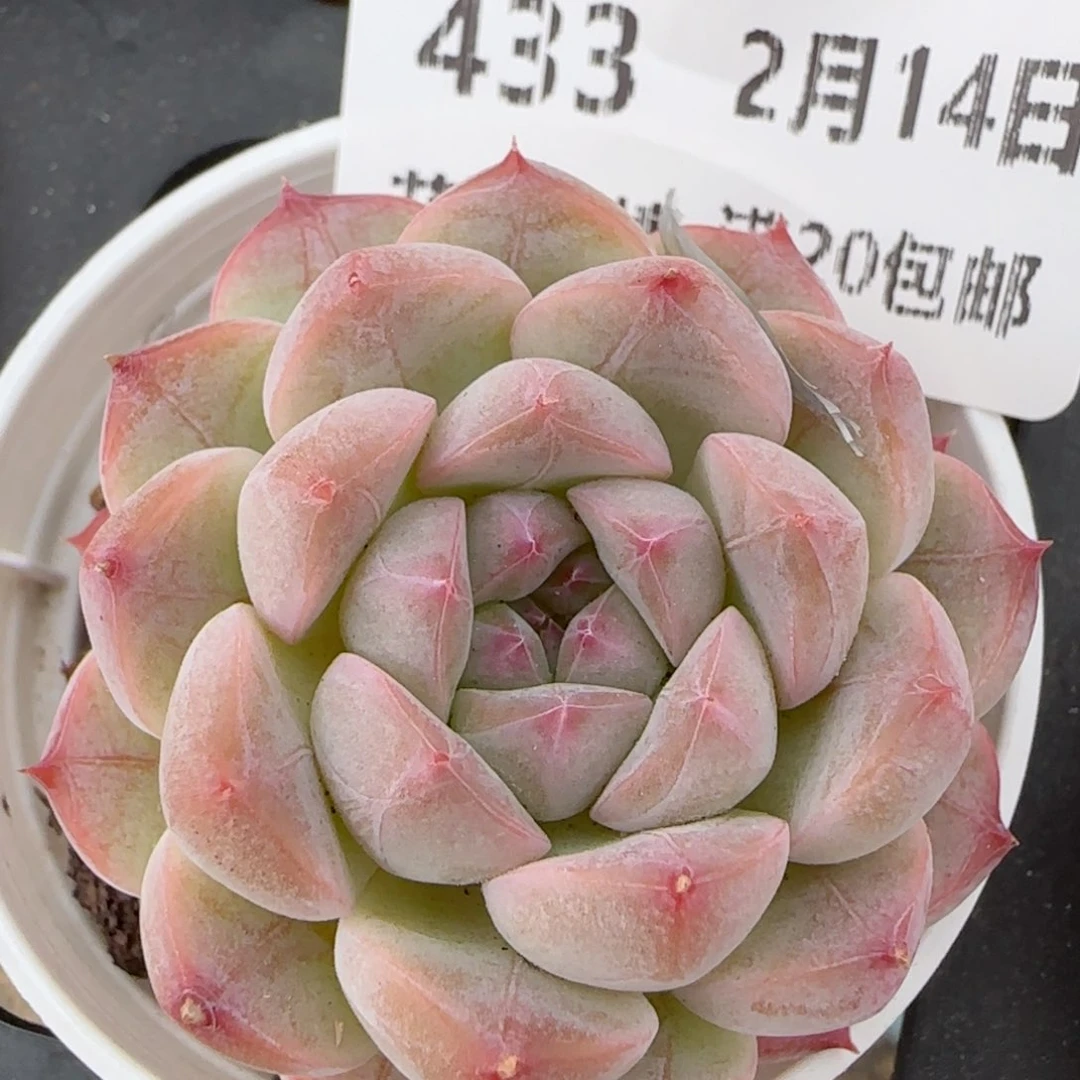 花语逸镜0214-433