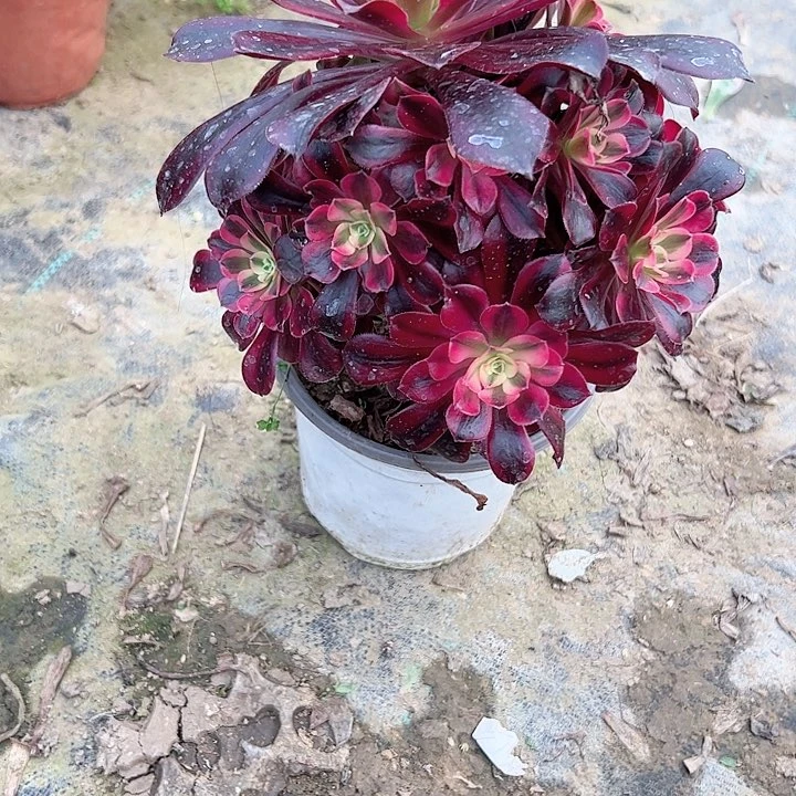 多肉法师植物链接61