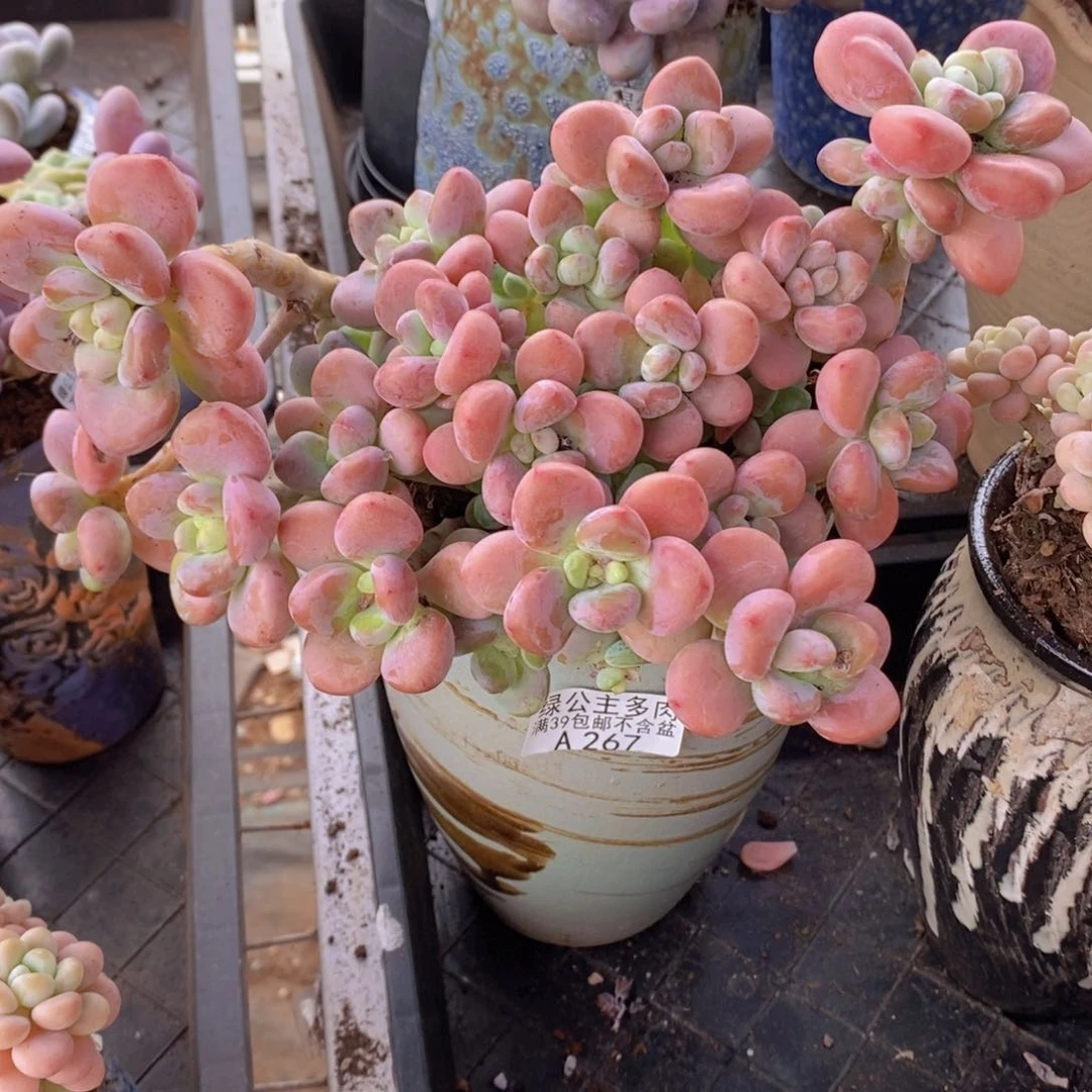 樱花洛神18cm267多肉植物