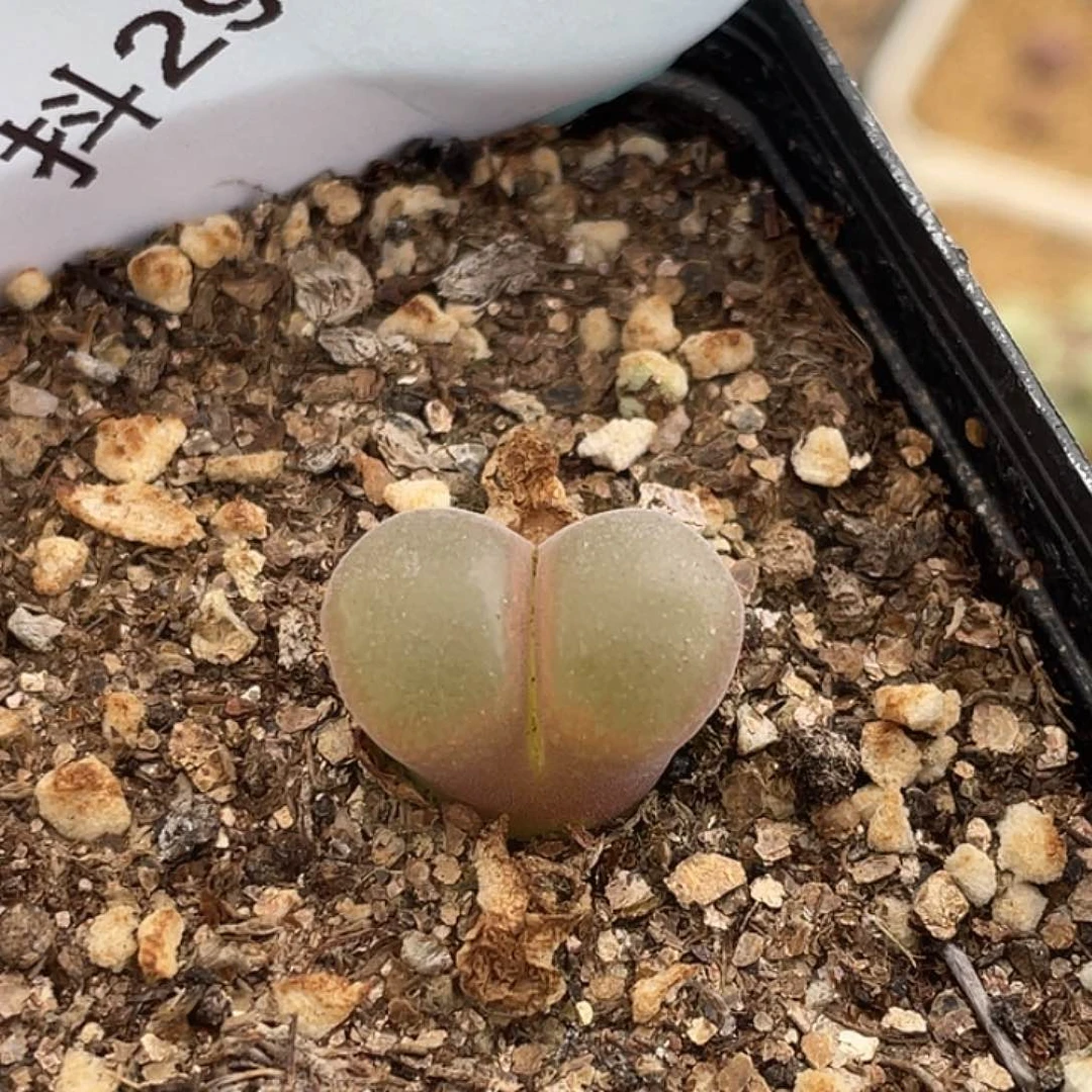 29-37风铃多肉植物