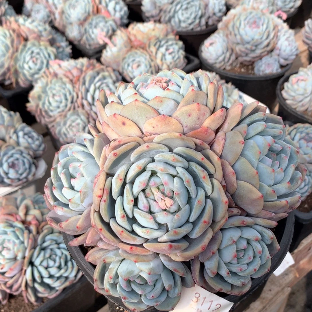 17厘米六头有砍捧花星影3112