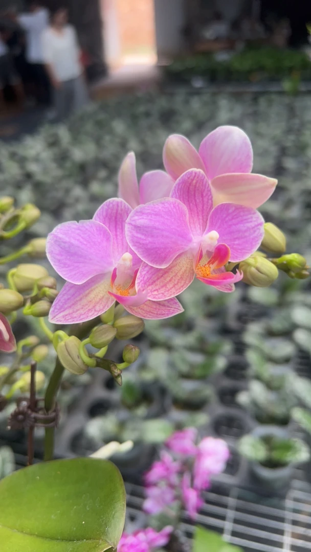 瑕疵不售后【香多多】3.0寸杯   苗发货  （根不多）无花无剑