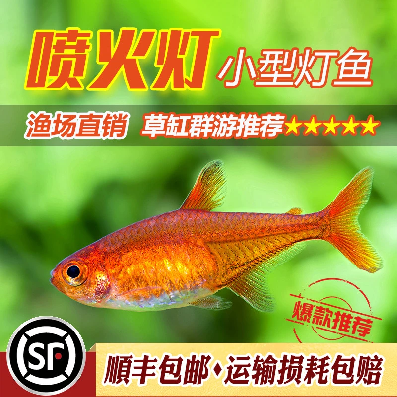 喷火灯淡水小型鱼热带观赏鱼水草缸群游鱼梦幻旗宝莲灯活体灯科鱼