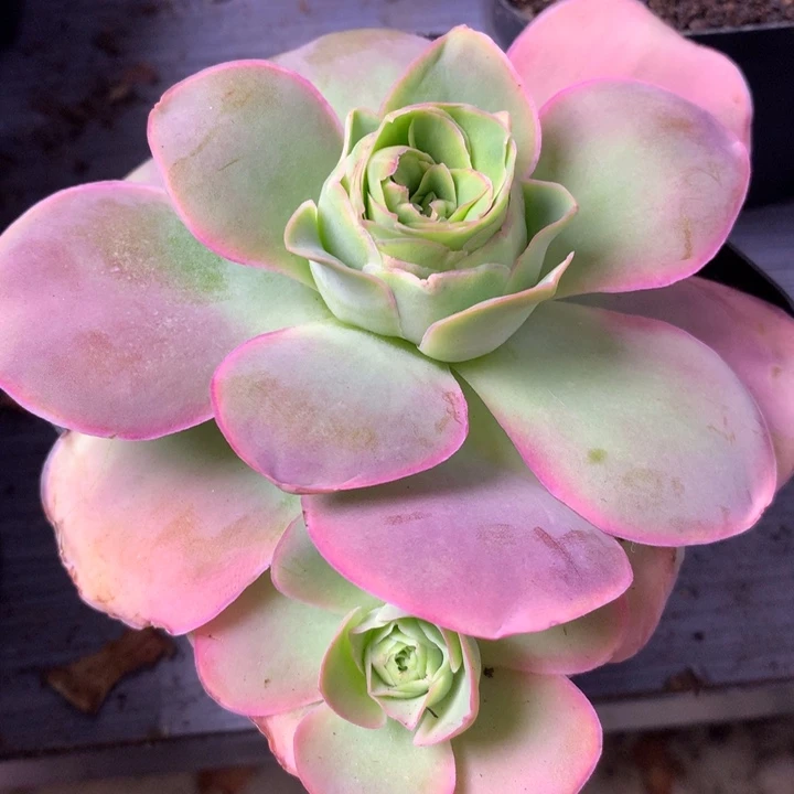 一物一拍开播福利002