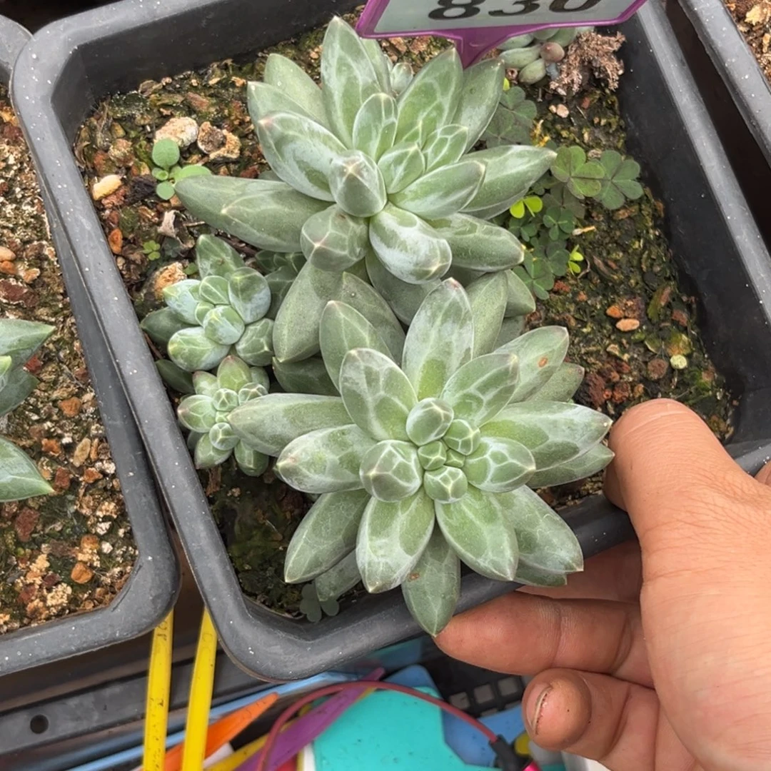 多肉植物白体伊卡830