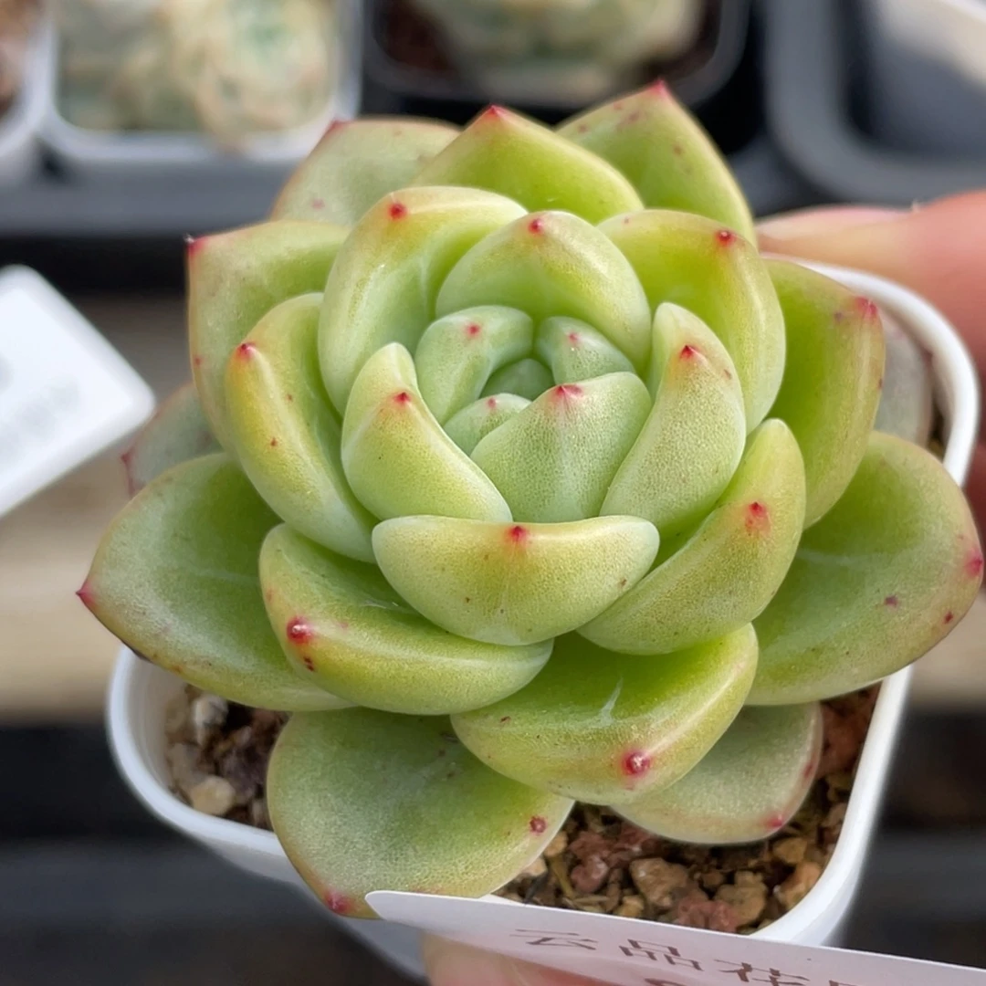 884号糖心冰心珍妮