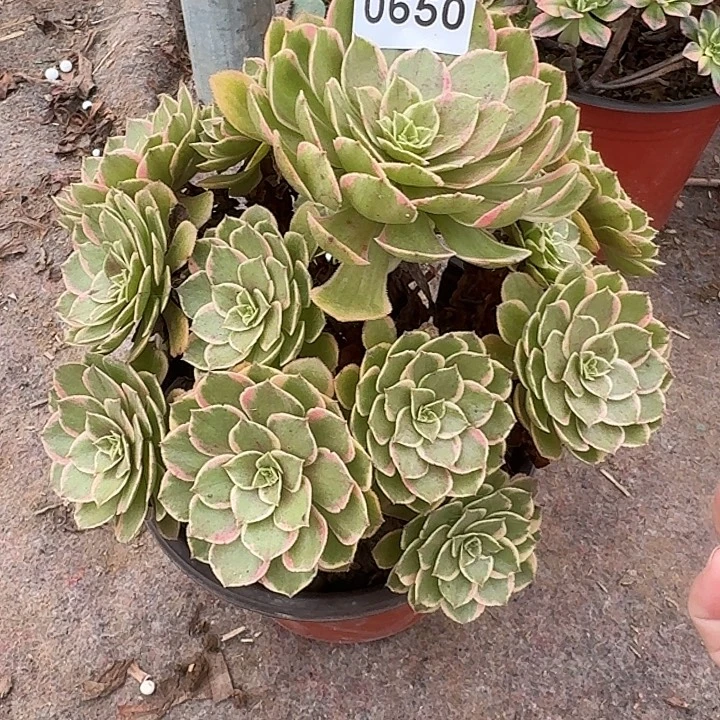 0650粉花袄多肉法师