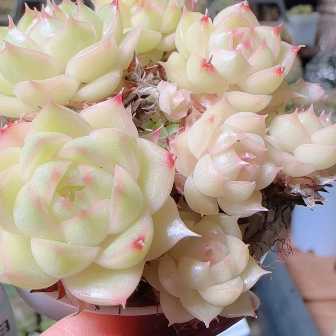 花语逸镜1102-395散