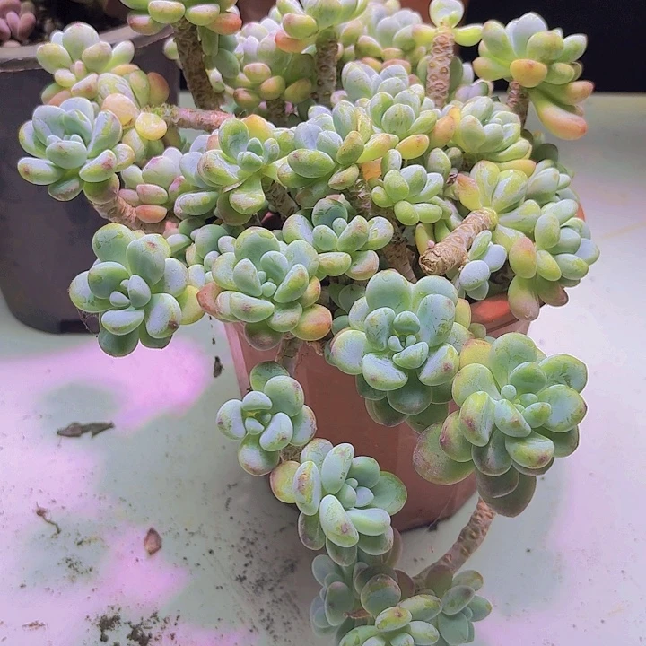 香水捞尔多肉植物