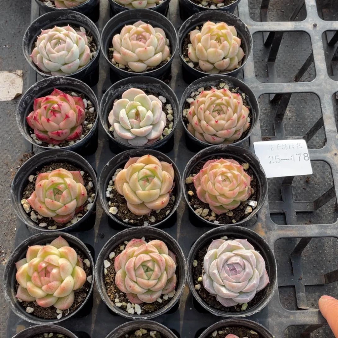 一物一拍18棵25-178