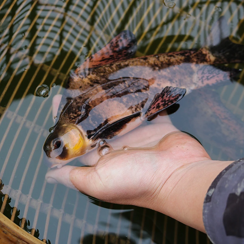 胭脂鱼一帆风顺鱼小鱼四川发货淡水养殖观赏食用均可吃青苔藻类