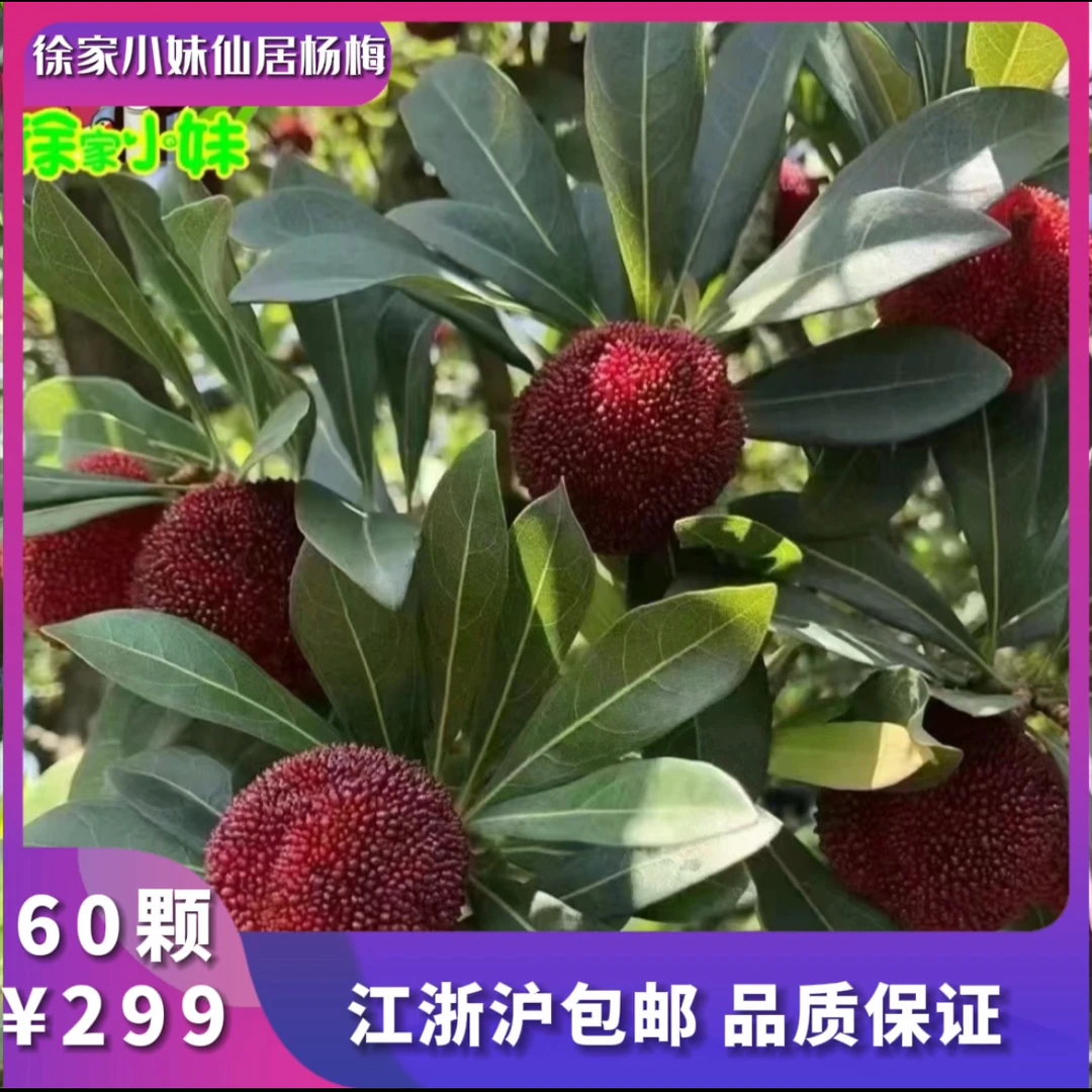 正宗仙居东魁杨梅礼盒装 当季现摘大果 酸甜爆汁 高端送礼优选