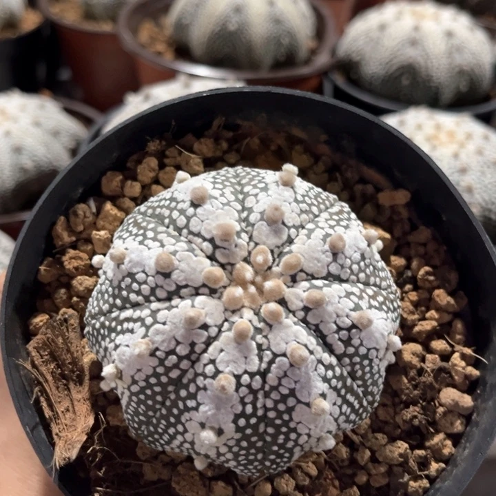 奇迹兜球一物一拍实生6.5