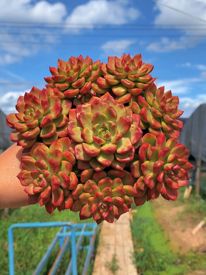 HS爱马仕玫瑰 精品多肉植物 好养好活 帯盆土云南基地发货