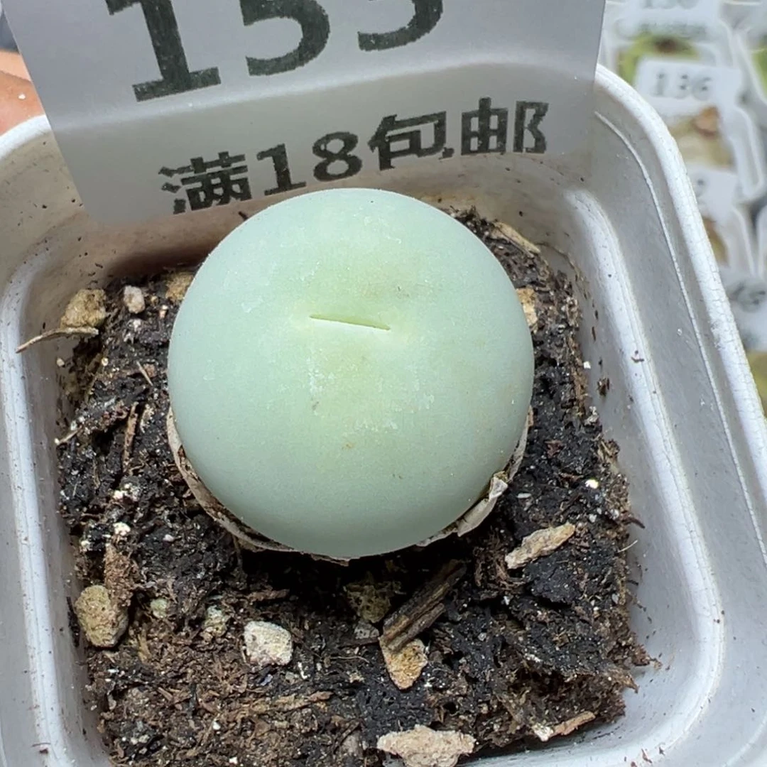 【闪购商品】 153。