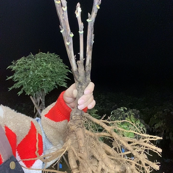 完全开放夏****姐岛锦