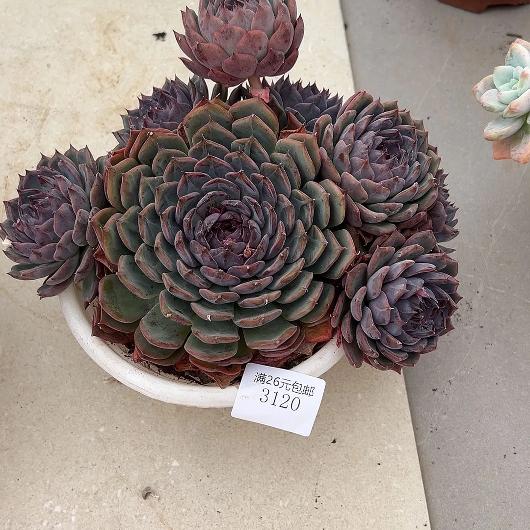 樊***逅3120蓝色妖姬多肉植物