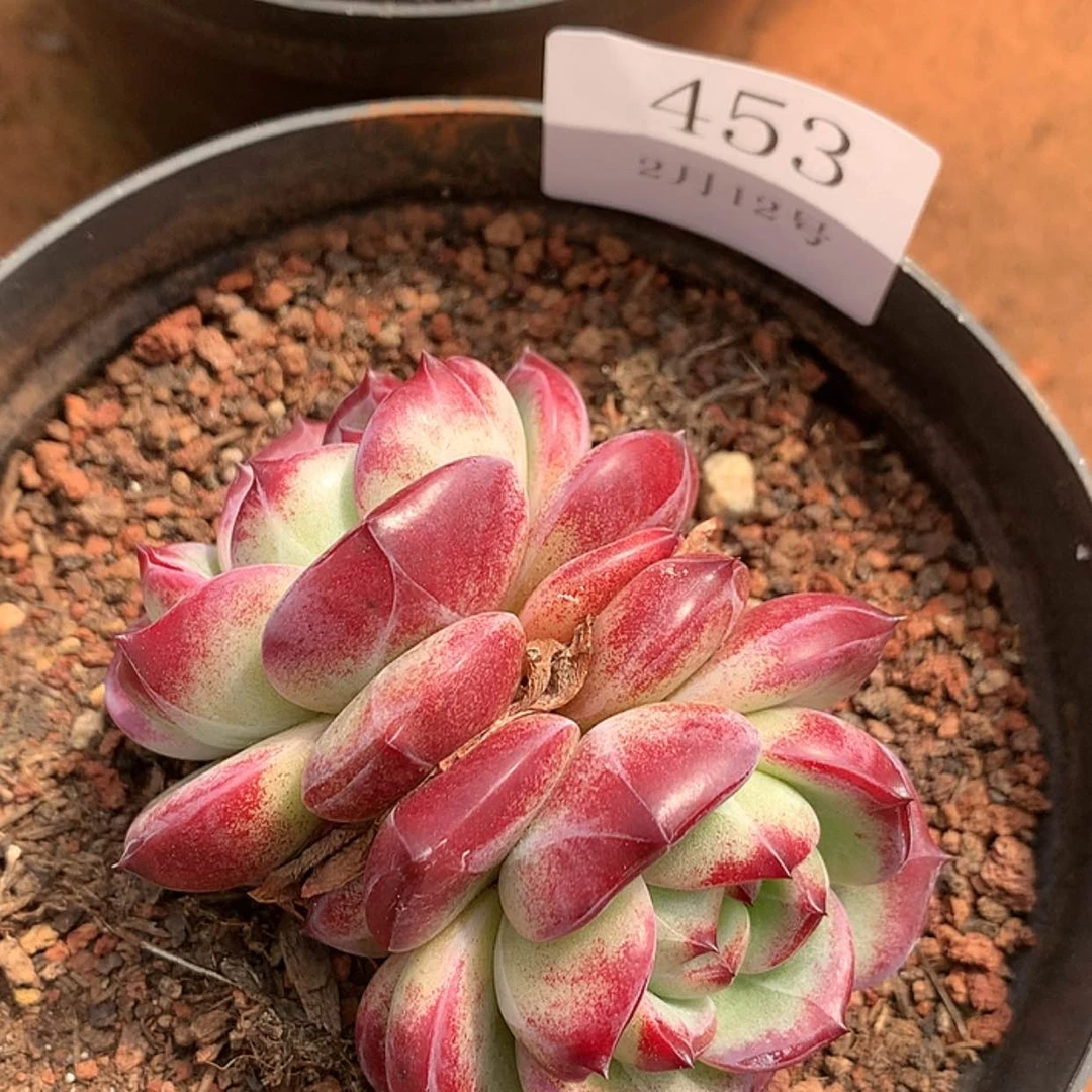 【闪购商品】云453号夜魔侠