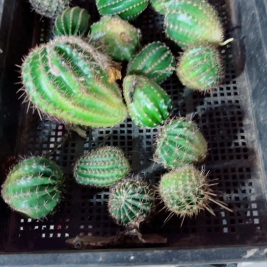 下76框拍斑点歪丑无根侧芽小无售后