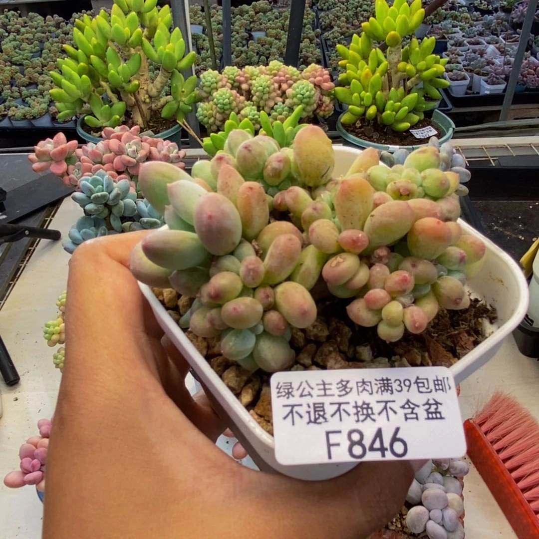 846苹果奶四代缀7c m